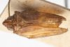 Habitus, dorsal view on Fowlerium naso (Fowler, 1904): (Observation).