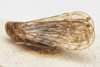 Habitus, lateral view on Demetia irrorata (Uhler, 1895): (Observation).