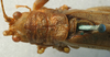 CollectionObject 1517023; b5359059-c29d-4268-86d4-7ad6872750dc: male, dorsal view (holotype of Meroncidius indistinctus). (CollectionObject).