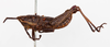 CollectionObject 1504680; 66fe68bf-cd17-4acd-8382-f30e3a318921: male, lateral view (holotype of Monistria vinosa excelsa). (CollectionObject).