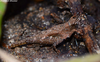 Indomiriatra provertex (Hancock, 1912): female (Kerala, India). (Otu).