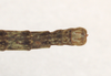 CollectionObject 1556915; 189dcee6-2134-42ab-bfc7-4be8c232d5e5, NHMUK(SF IMPORT DUPLICATE) 845102: copyright Natural History Museum, London. male: end of abdomen, dorsal view (holotype). (CollectionObject).