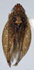 Habitus, dorsal view: (Observation).