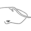 Pygofer, lateral view: Pygofer, lateral view. (Observation).