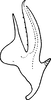 Aedeagus, lateral view on Arboridia (Arboridia) kakogawana (Matsumura, 1932): Aedeagus, lateral view. (Observation).