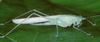 Xiphidiopsis (Xiphidiopsis) fallax Redtenbacher, 1891: 2003. female. (Otu).
