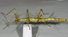 CollectionObject 1556960; 19b0694b-25c8-4afa-af0d-8ab59ee24aea: copyright MONZ, Wellington. female of synonym Acanthoxyla huttoni, lateral view (holotype). (CollectionObject).