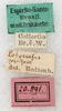 CollectionObject 1576523; 7aabb6e7-34c6-4109-bef6-08d4b2abd0c4: labels. (CollectionObject).