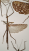 CollectionObject 1562320; 512ec891-ed0b-40be-a603-57135b9564e5: copyright OUMNH. male of Acrophylla enceladus (syntype). (CollectionObject).;CollectionObject 1562321; a0fe8cae-f149-464f-8193-36e5eba2400e: copyright OUMNH. male of Acrophylla enceladus (syntype). (CollectionObject).