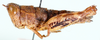 Raphithericles cuneatus Descamps, 1977: female, lateral view. (Otu).