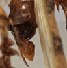 CollectionObject 1534641; bd7bdfaa-b834-422c-b01c-3a0af2992374: female cerci (holotype). (CollectionObject).