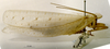 CollectionObject 1503469; MBBJ 3226021, 001f541d-2106-4ac5-abba-25efffd08c4e: female, lateral view. (CollectionObject).
