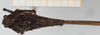 CollectionObject 1518025; 7588efb1-eb14-41c1-af71-bde150bb24a0, NHMUK10924444: female (holotype), dorsal view. (CollectionObject).