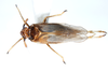 Habitus, dorsal view: !! display not done !! on Pissonotus piceus (Van Duzee, 1894): (Observation).
