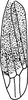 Forewing on Erythridula similalis (Ross & DeLong, 1953): Forewing. (Observation).