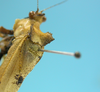 CollectionObject 1542954; DEES MZLQ-I0027'', 8319433e-ad07-477e-8638-cd84460fbc04: male, pronotum latero-dorsal view (paratype). (CollectionObject).