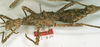 CollectionObject 1562243; 6175758a-e17a-4bd1-ba56-f2dfcd8389a1: copyright NHRS, Stockholm. female, lateral view (holotype). (CollectionObject).