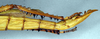 CollectionObject 1558767; NMW 888, 830e4f6b-5079-4b63-97d1-fad195f5b6a8: copyright NHMW, Vienna. female: end of abdomen, lateral view (holotype). (CollectionObject).