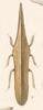 Habitus, dorsal view: !! display not done !! on Bilimekia styliformis Fowler, 1895: (Observation).