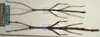 CollectionObject 1563640; f2697d49-5a90-499a-a635-fe4f118c2dac: copyright NMW, Vienna. female and male (paratypes). (CollectionObject).;CollectionObject 1563641; f65c21d9-6e24-465d-b854-fd6a077b8d4f: copyright NMW, Vienna. female and male (paratypes). (CollectionObject).