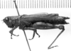 CollectionObject 1521523; f0daf6f5-0519-48c5-b541-acdebe9804cc: Image Carbonell, C.S. female, lateral view (holotype of Bucephalacris paraguayensis). (CollectionObject).