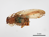 CollectionObject 1863254; f8342bdc-bf43-48a3-b2dc-bb4bac19b0bb: (CollectionObject).