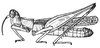 CollectionObject 1530711; 979a0570-4c68-43d3-a175-b5c6a55d76cb, DORSA SAeumbolHTM: Pl. 1, Fig. 1 (after type). male (Eumastax boliviana). (CollectionObject).