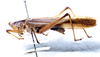 CollectionObject 1531370; NMW 4876, 7528f25f-e97e-4687-9714-84ace6f15c15: male, lateral view (holotype). (CollectionObject).