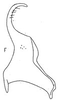 Stylus on Brazosa Oman, 1938: Brazosa picturella, stylus (NMNH). (Observation).