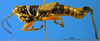 CollectionObject 1505380; baf8d91f-1fe7-4e41-8778-f60797d47bfd: male, lateral view (syntype). (CollectionObject).