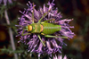 CollectionObject 1536579; CH5192, a24ee039-da81-4d59-a6fb-809d426d2818: male, dorsal view. (CollectionObject).