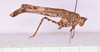 CollectionObject 1544718; e630d835-64e4-4c13-8dae-ff9c7c3ce67e: male, body lateral view (holotype). (CollectionObject).