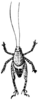 Pl. 1 fig. 12. habitus. Depicts Cycloptilum zebra (Rehn & Hebard, 1905), an Otu.