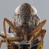 Head on Dicodia rhombifer (Linnavuori, 1956): Head/Face. (Observation).