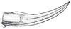 Chandozhinskia hastaticercus (Tinkham, 1936): Pl. 18, Fig. 6 (after allotype). ovipositor (5.1 mm). (Otu).