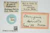 CollectionObject 1583706; 72359280-d360-48de-8113-d8adcc2e3ff7, NHMUK010924473: labels (syntype). (CollectionObject).