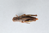 CollectionObject 2869233; CNCI 1013574, beb3d203-549b-4009-83b0-a04c5639c37a: Asemoplus montanus. (CollectionObject).