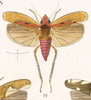 Habitus, dorsal view on Allogonia concinnula (Fowler, 1900): (Observation).