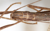 CollectionObject 1559830; NMW 233, 55a72bb1-ca7b-4d5d-a980-465311a8a6ab: copyright, NMW Vienna. female: head & part thorax, dorsal view (lectotype). (CollectionObject).