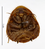 CollectionObject 1587481; MNHN(SF IMPORT DUPLICATE) MNHN-EP-EP738, 4a7f73b6-b353-4f7a-b313-1009e78b8663: CC BY-NC-ND 4.0/MNHN - Depraetere Marion - 2014. Non-type, nymph, sex unknown, of erectipilis Chopard, 1929. Specimen number: MNHN-EP-EP738. http://coldb.mnhn.fr/catalognumber/mnhn/ep/ep738. (CollectionObject).
