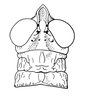 Afrotettix fursti Brown, 1970: Fig. 16. male, head and pronotum, dorsal view. (Otu).