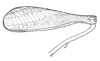 Ceuthophilus (Ceuthophilus) maculatus (Harris, 1835): Fig. 473. male, hind leg. (Otu).