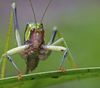 Euceraia insignis Hebard, 1927: female, frontal view. (Otu).