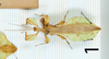 CollectionObject 1590978; c1810eaa-1c0d-4ac2-8c10-4bf9e1713317: copyright MNHN, Paris. male (holotype). (CollectionObject).