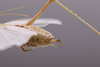 CollectionObject 2072283; c8d52735-8ce8-4024-8146-9b5b81ad3050: Male terminalia, lateral view. (CollectionObject).