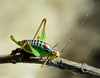 CollectionObject 1498460; 4b417d9e-9411-4767-8183-41c1136a8d12: female (Kriti). (CollectionObject).