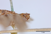 Terminalia, in situ on Cyarda difformis Walker, 1858: (Observation).