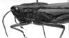 CollectionObject 1521477; 4334af7b-154d-4099-8302-570e1141199a: Image Carbonell, C.S. male head and pronotum, lateral view (lectotype). (CollectionObject).