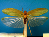CollectionObject 1500565; 2e815fd3-38dc-44c4-99bd-7f27718aeece: male, dorsal view (lectotype). (CollectionObject).