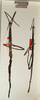 CollectionObject 1560668; NMW 822, 95f7fff9-57bf-4cb2-9066-889da4b61acc: copyright NMW, Vienna. female of synonym Otocrania pleuracantha (lectotype, also paralectotype nymph on right). (CollectionObject).